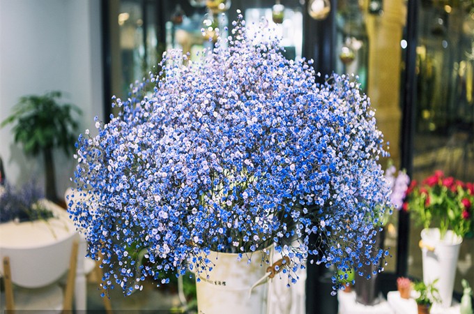 满天星固然美好,但它还有一个更加唯美的传说!