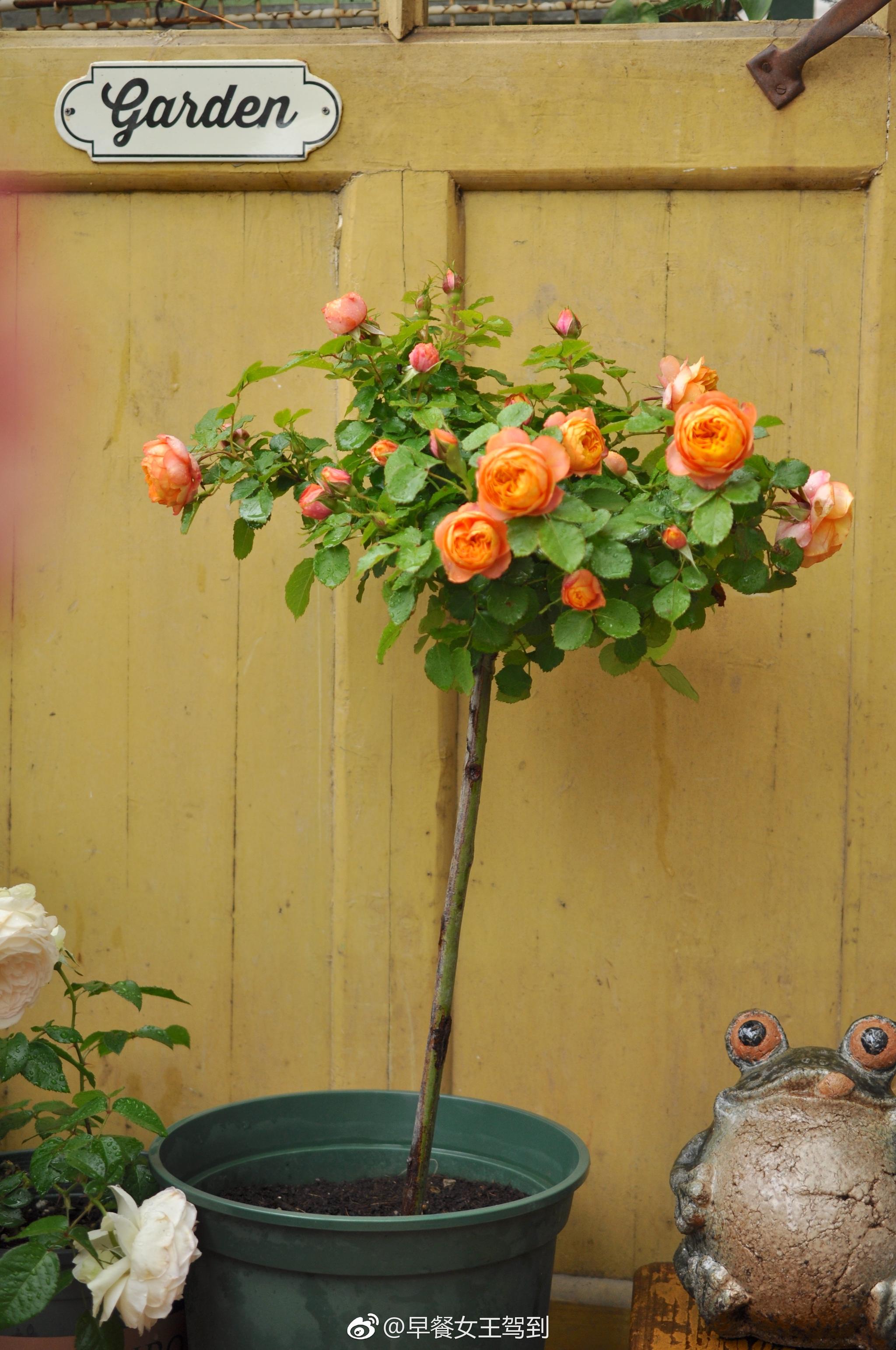 就两三天不见|花苞|月季|棒棒糖_新浪新闻