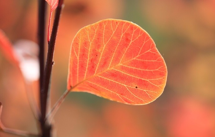 又见庐旁叶上秋,才知霜露亦风流