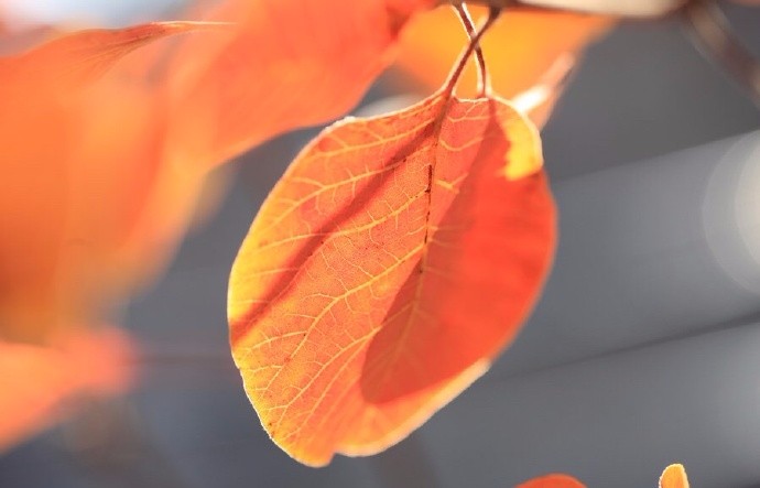 又见庐旁叶上秋,才知霜露亦风流