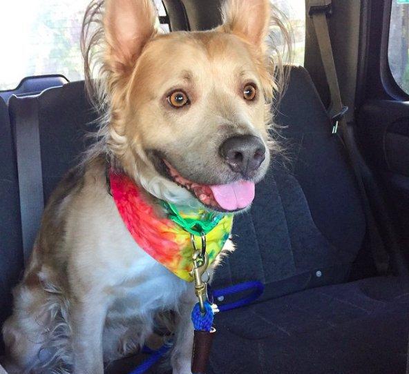 这只流浪狗的笑超有魔性,加上极具个性的卷毛,让人见了必须爱啊