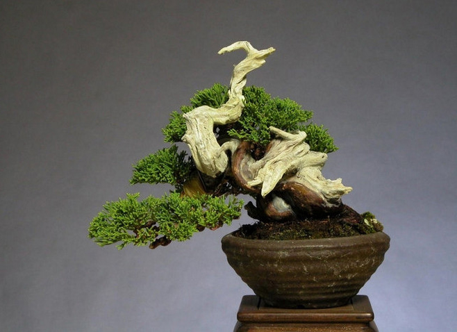 人说崖柏下山桩难栽得活,盆景师傅总结几点栽培经验