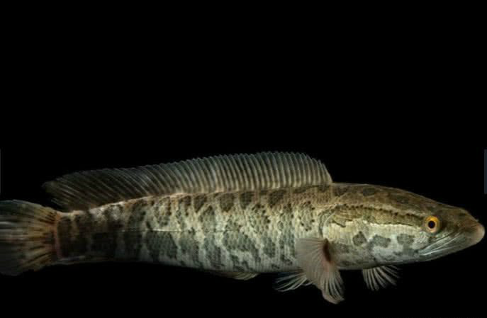 入侵中国的外来物种,图1曾一度泛滥成灾|黑鱼|外来物种|蛇头鱼_新浪网