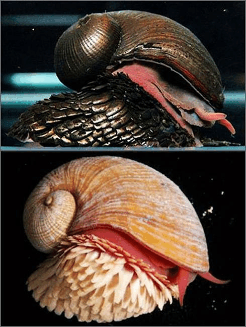 腹足布满含铁的鳞片,并且拥有不寻常的三层富含铁的壳,外层是大约30
