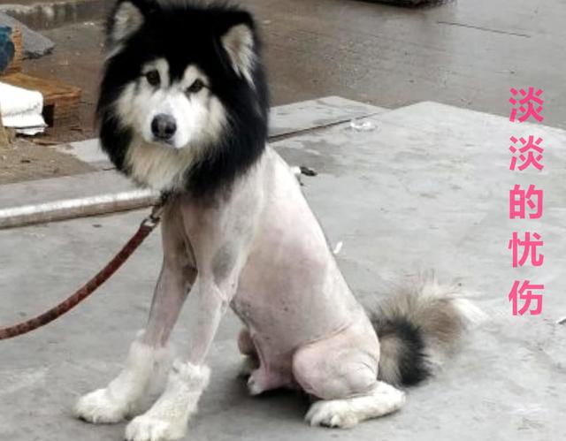 阿拉斯加剃完毛后,一脸生无可恋:我感觉我像是在裸奔