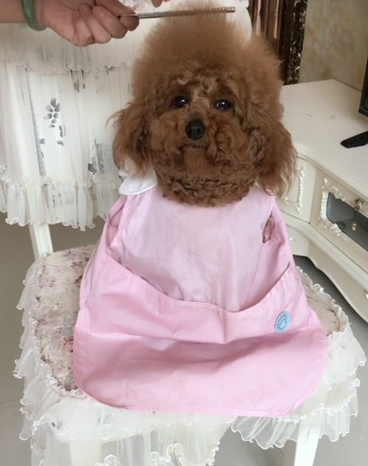 带泰迪去理发店做造型,剪到一半笑喷了