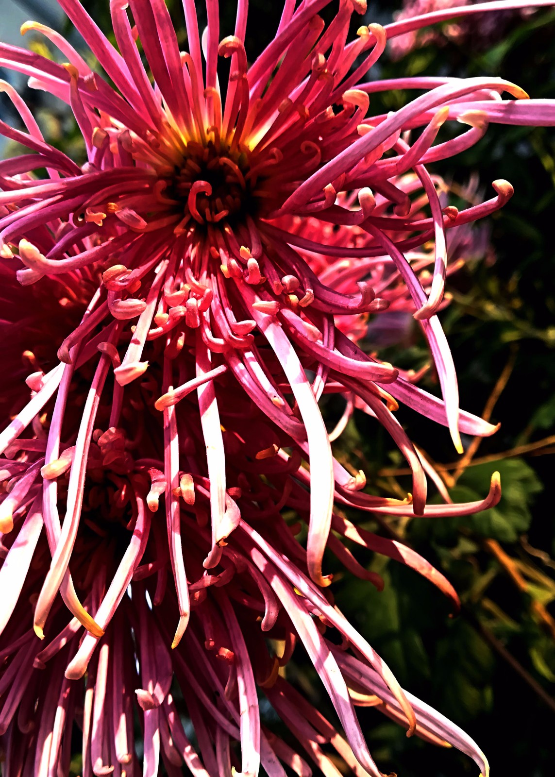 耐寒唯有东篱菊 金粟初开晓更清