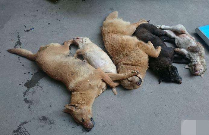 用毒鸡肝毒死六只狗获刑!应该判故意毁坏财物罪吗?