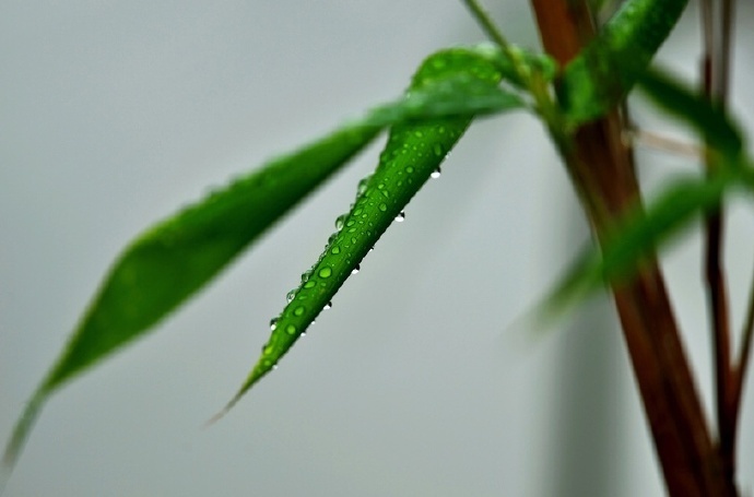 斑竹枝,斑竹枝,泪痕点点寄相思.