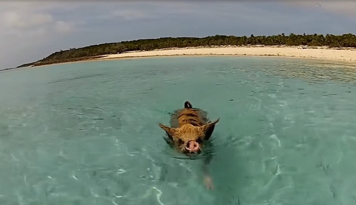 这是世界上最幸福的猪?除了吃就是睡,没事还会游泳