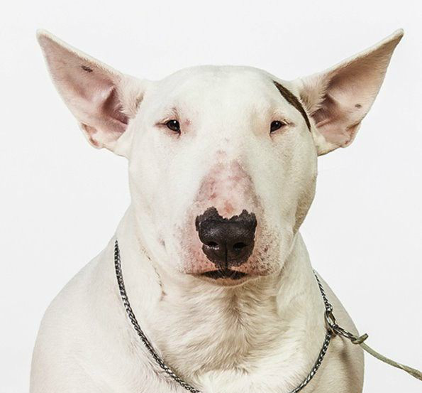 4种狗狗证件照,巴哥犬萌,看到牛头梗忍不住笑喷