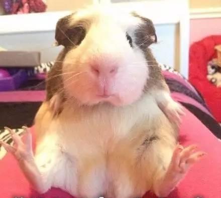 秘鲁巨型豚鼠颠覆你对荷兰猪的认知