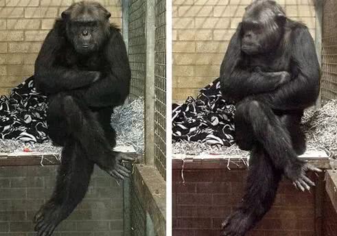 文中写到,"肺经,是动则病",就是肺经一旦受邪,就会下意识的去双手抱胸