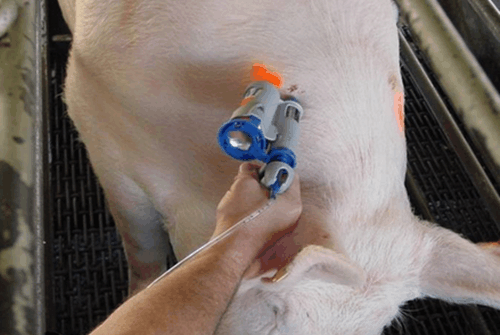 将疫苗注射于肌肉内,注射时注意针头要足够长,以保证疫苗确实注入到猪