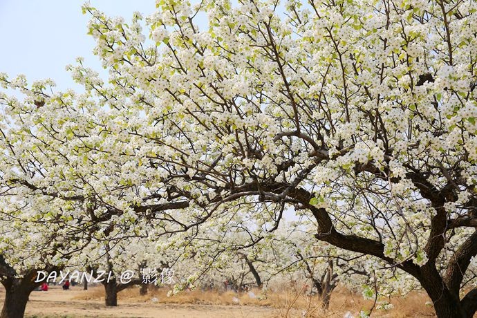 京郊:大兴庞各庄"梨花清香雪满天,万亩梨花相竞开"