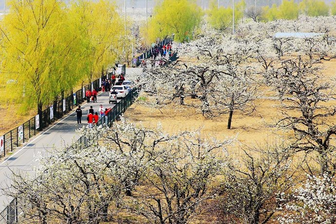 京郊:大兴庞各庄"梨花清香雪满天,万亩梨花相竞开"