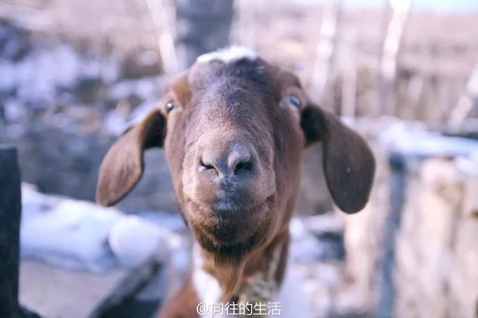 《向往的生活》里面的羊去世了,为什么我们会这么难过|天霸|节目|家人