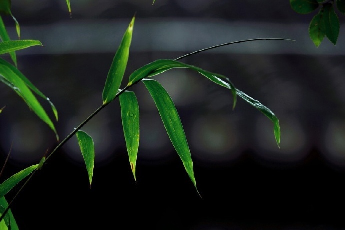 斑竹枝,斑竹枝,泪痕点点寄相思.