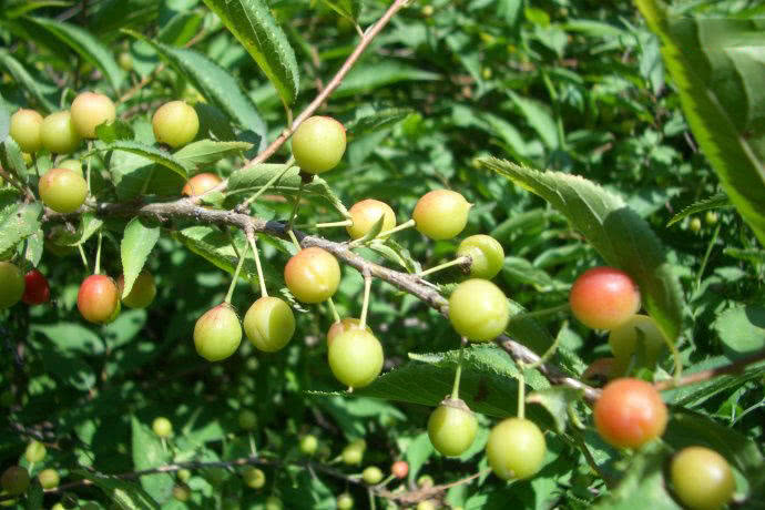 北方的一种"野李子",20年前满山找,80后,90后都吃过