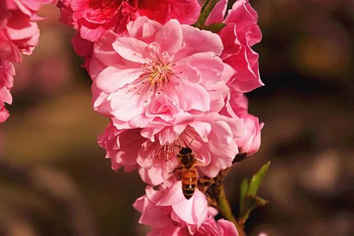 全球最大桃花林,22万亩桃花海是什么样子?