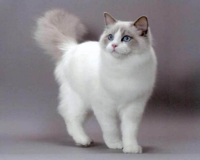 布拉多尔是布偶猫的另一个别名,它最早是一种杂交的猫种,起源于美国.