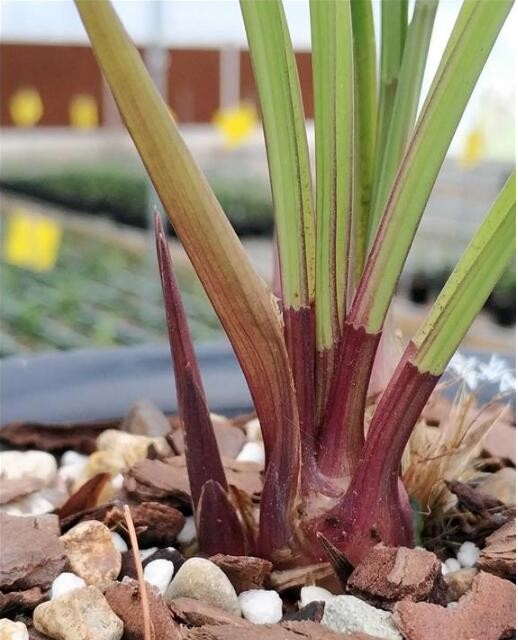 建兰红芽素供大家欣赏