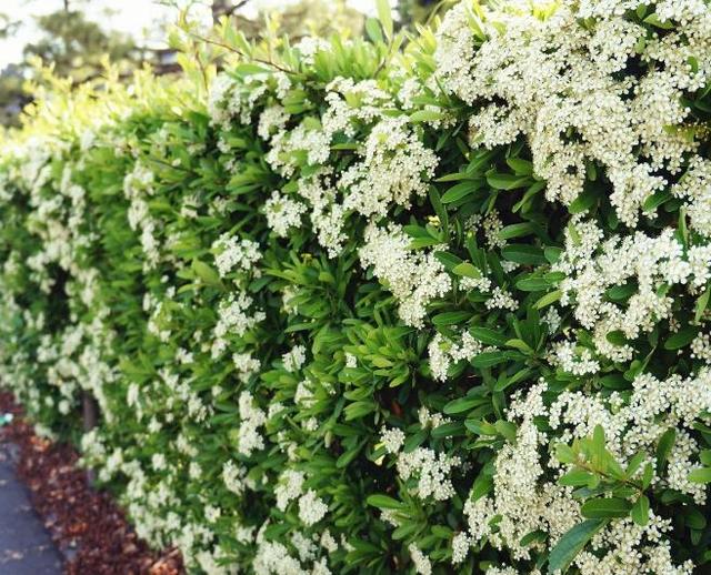 每逢四月楠花现,武汉市民口难言,网友:满城美女春心荡!