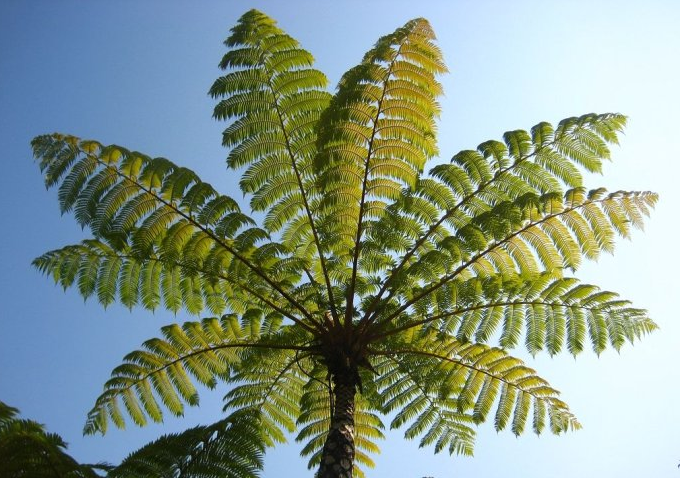 与恐龙共舞的蕨类植物之王亿年沧桑看桫椤