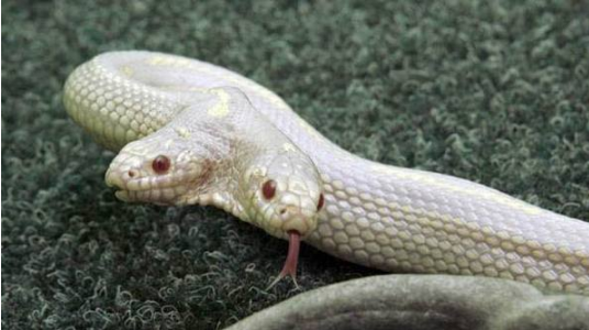 刚要打蛇,没想双头蛇突然讲话|老汉|白蛇|双头蛇_新浪网