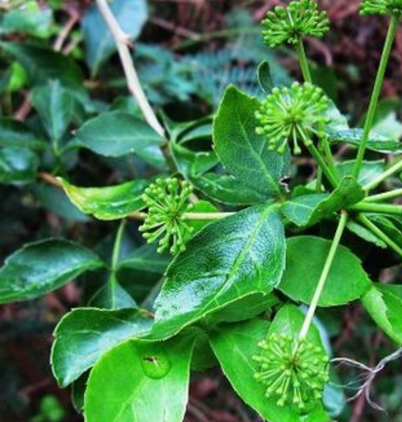 在农村这种植物药用价值很高但植物本身长满刺被农民视为眼中钉