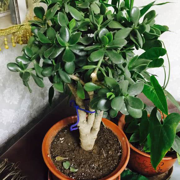 反而燕子掌养在家中除了想起来浇点水,基本不用管,随随便便都能养几年