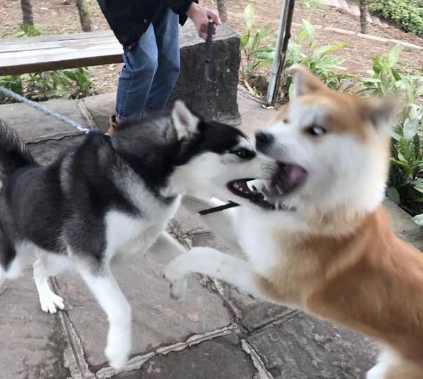 哈士奇跟狗打架从没赢过, 二哈: 老实说我吵架还从没输过