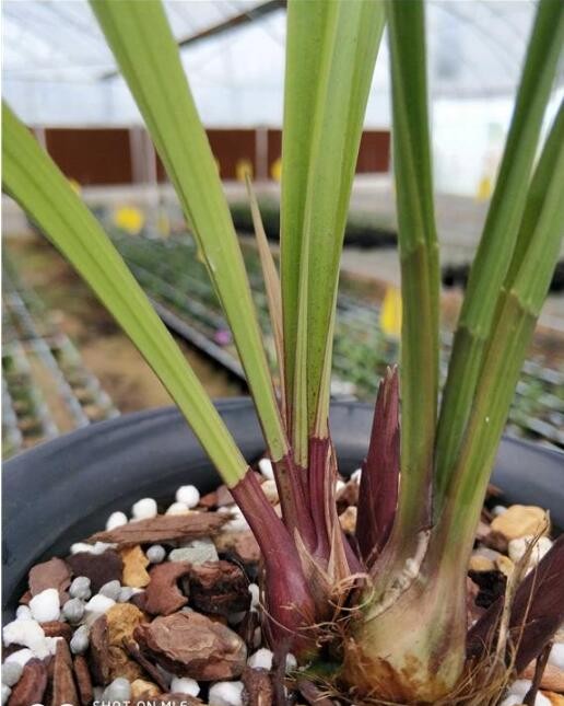 建兰红芽素供大家欣赏