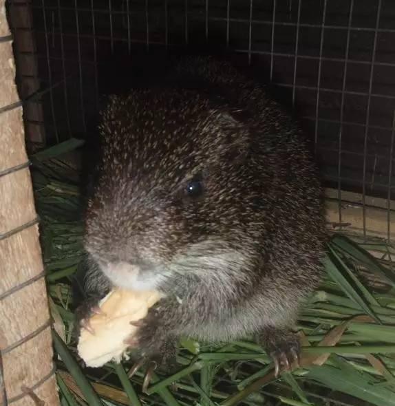 秘鲁巨型豚鼠颠覆你对荷兰猪的认知