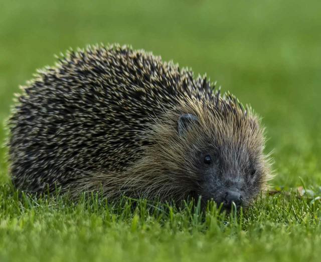 刺猬属于异温动物,是猬亚科一类哺乳动物,他们分布在欧洲,亚洲北部,在