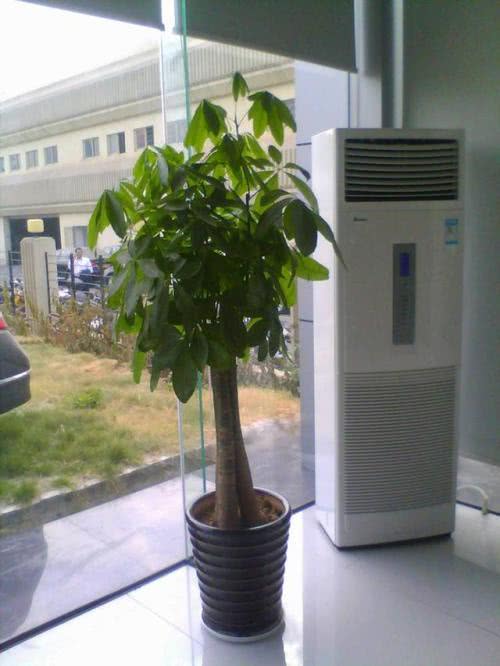 家里养发财树别放在这个位置不仅黄叶还不招财