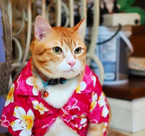 我是最美丽的大懒猫,趴在树上睡觉最有范儿!