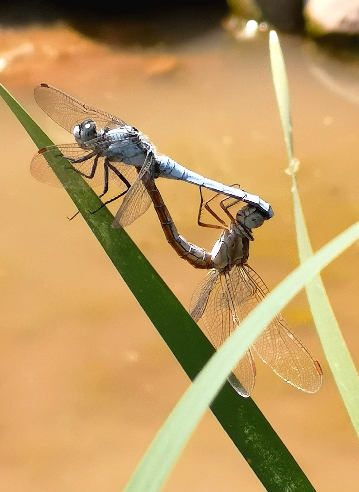 小池塘偶遇水虿和交配的蜻蜓