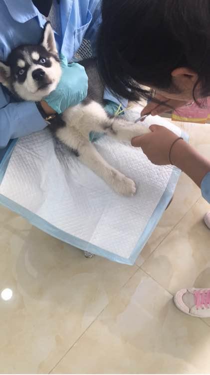 二哈浑身抽搐还哇哇直叫,主人连忙送医,结果打针时狗狗表情亮了