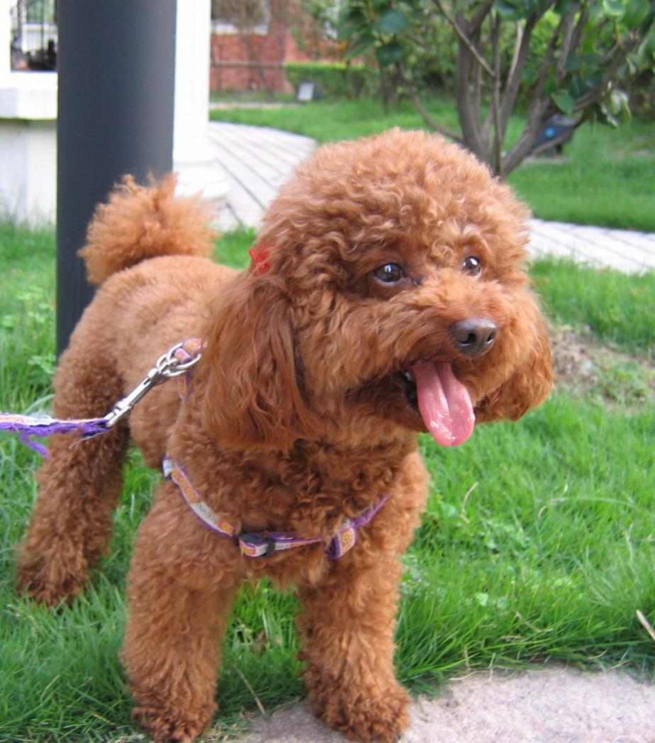 适合家养小型犬点评: 那些不掉毛无体臭不