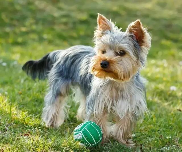 约克夏梗身材娇小,体形仅次于吉娃娃小型犬