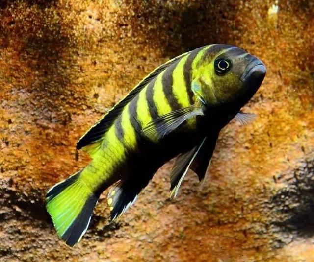 唱着珊瑚海饲养三湖慈鲷整个人都变得美好了