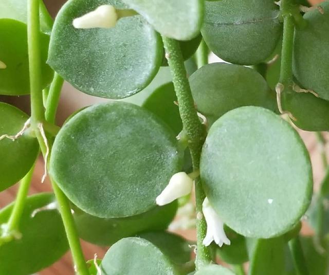 这是什么花上面的白点是白粉病么正确答案是串钱藤介壳虫