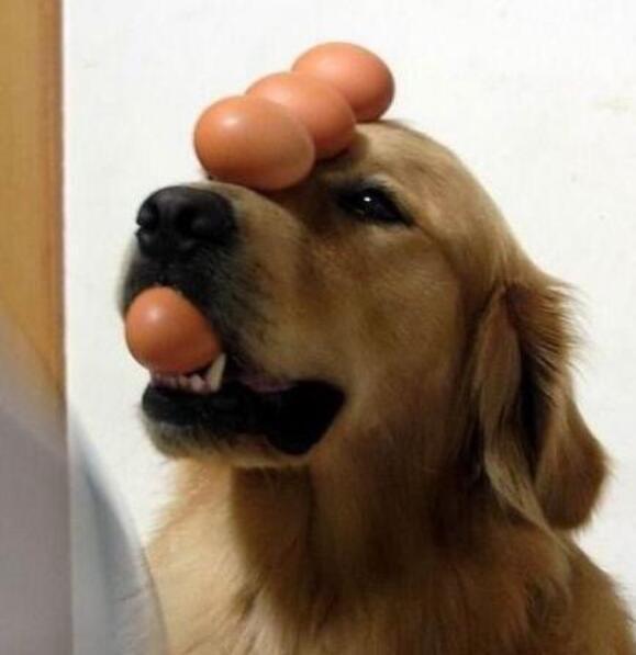 金毛被人说成大黄狗,铲屎官大怒,狗狗还有个独门绝技"顶蛋蛋"