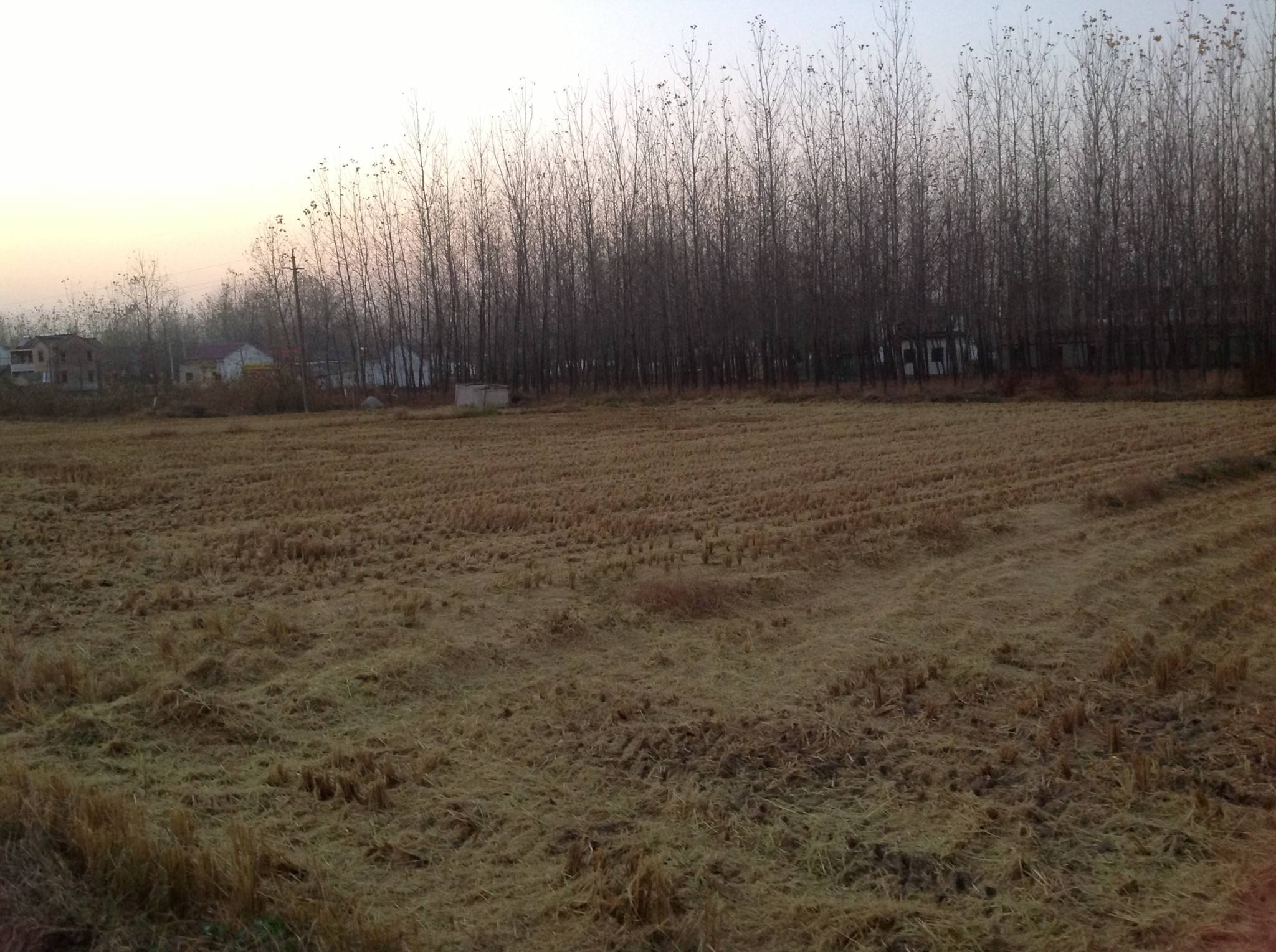 今年起,农村土地新增三大补贴,不种地也能拿,最高每亩1500