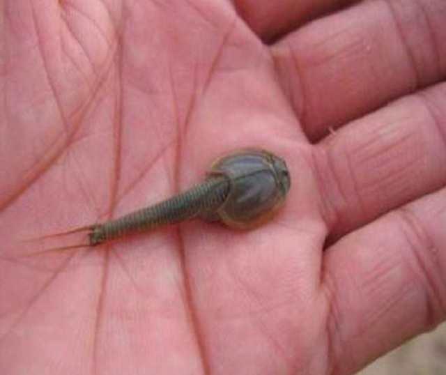 农村男子在小溪里摸鱼时抓到小动物 但没有人认识它们