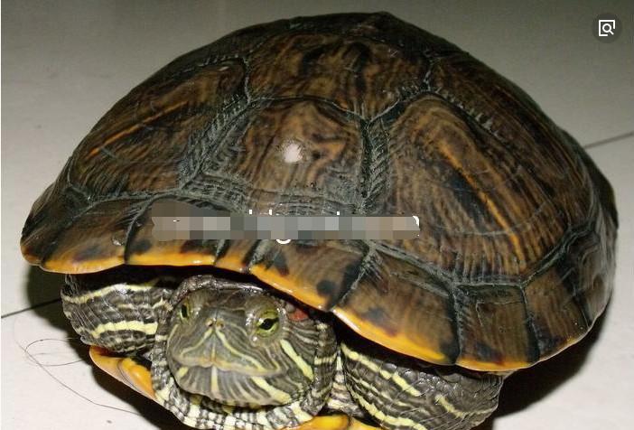 请问图片里的乌龟是怎么了？
