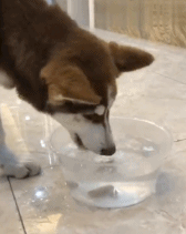 168_211gif 动态图 动图