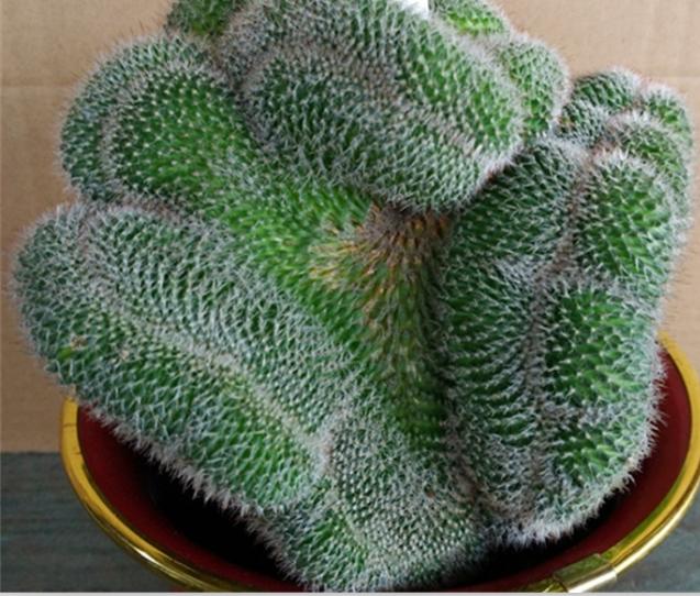 多肉玉翁你见过吗这种小盆景可不简单