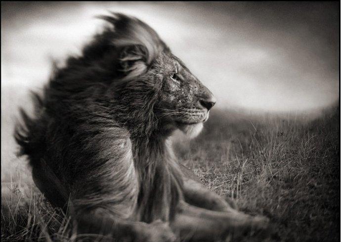 野生动物黑白大片